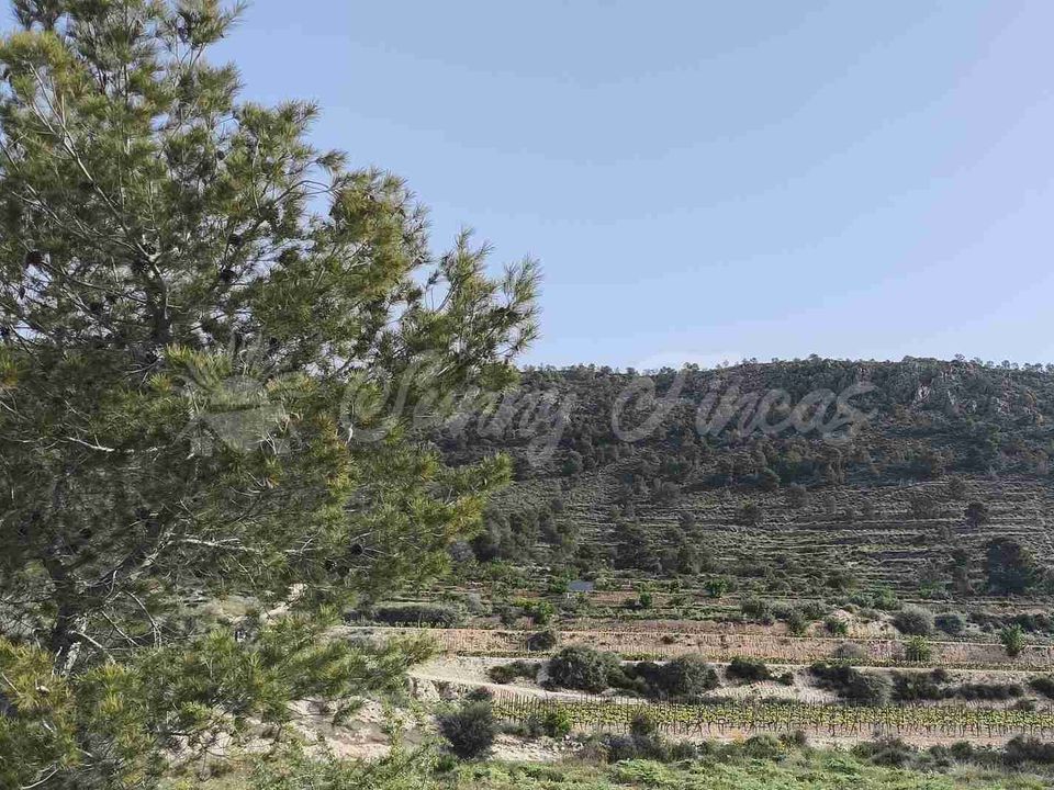 Helårsgrund i La Romana, Alicante - foto 3